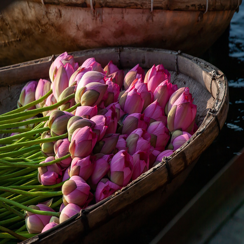 Pink & Red (Pods)